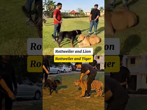 compare the bravery of lions and tigers