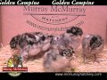 Video: Golden Campine