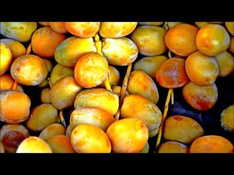 Lohnt sich Bio  Udo Pollmer erklärt