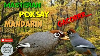 Download lagu MASTERAN POKSAY MANDARIN FULL DURASI | KICAU POKSAY MANDARIN GACOR mp3 Download lagu MASTERAN POKSAY MANDARIN FULL DURASI | KICAU POKSAY MANDARIN GACOR mp3