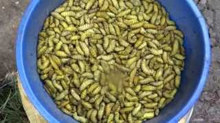 preview picture of video 'Fresh Insects To Sell In Naga Bazaar, Kohima, Nagalnd'
