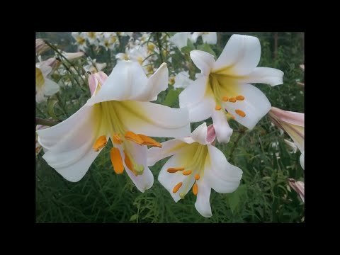 Polskie Kwiaty (w wykonaniu Voy Anuszkiewicz)