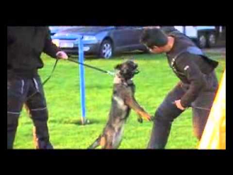 EYSCHA AYKMAR - DEFENCE - 4 months - Ludslavice,h: Polzer David