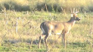 preview picture of video 'SOUTHERN MICHIGAN HUNTING LEASE - BUCK'