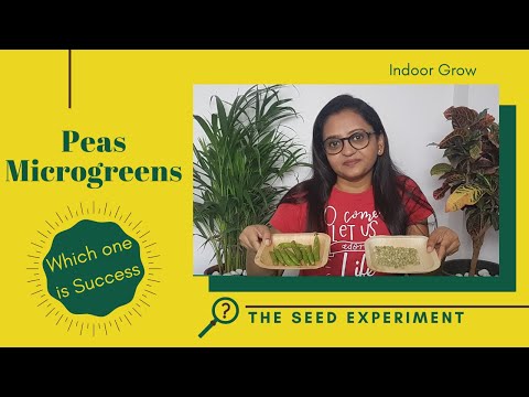 Peas Microgreens seed experiment | How to grow pea shoot microgreens in hindi | From seed to Harvest