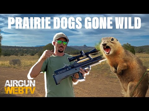 Dropping Prairie Dogs! With the Evanix MAX Air 22 cal, JSB Hades and ATN X-Sight 4K