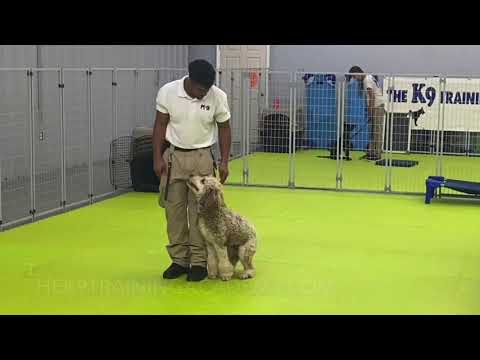 Bindi The Super Doodle in Extreme Advanced Obedience