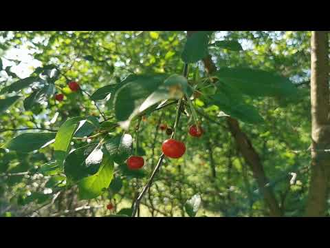 Teren intravilan lângă Sibiu pentru casă vacanță/pensiune