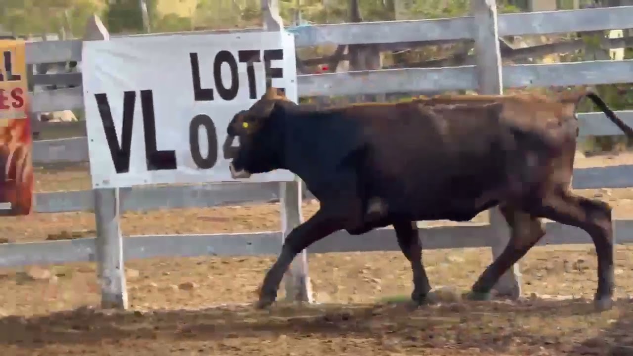 LOTE 47 - 01 GARROTA  3/4; BR:066 AM;  V-4