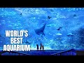 Promo Code For Sea Life Aquarium