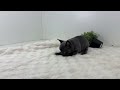 French Bulldog dogs for sale: Garrett - Video 1