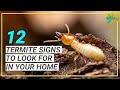 12 Signs You May Have Termites | Termite Signs to Look for in Your Home