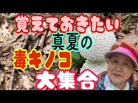 羊の足キノコは9月に採取予定