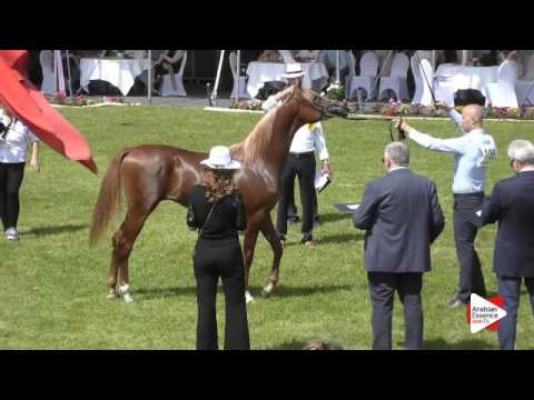 N.106 EL SHAAD - Ströhen 2016 B-Show - Yearling Colts (Class F)
