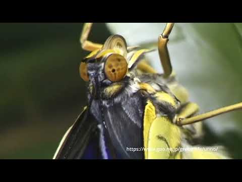 オオムラサキの羽化