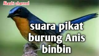Download lagu Suara pikat burung Anis binbin mp3 mp3 Download lagu Suara pikat burung Anis binbin mp3 mp3