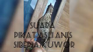 Download lagu SUARA ASLI KUOR HITAM /ANIS SIBERIA ||COCOK UNTUK MIKAT mp3 Download lagu SUARA ASLI KUOR HITAM /ANIS SIBERIA ||COCOK UNTUK MIKAT mp3