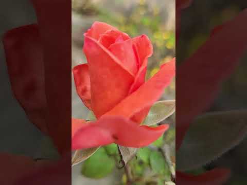 Beautiful flowers 💐 viral #shortsvideo @Nupur garden