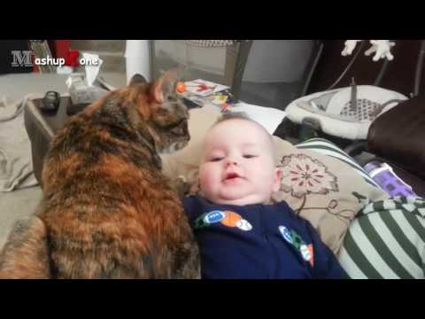 Cats and dogs protecting babies