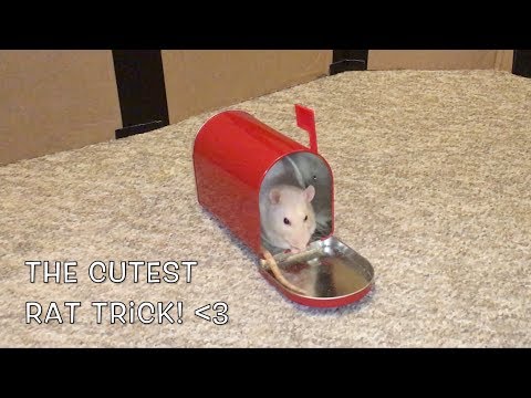 The Cutest Rat Trick!