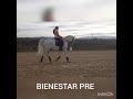 Caballo castrado PRE Pura Raza Española En venta 2012 Blanco por BAROLIK DE LP