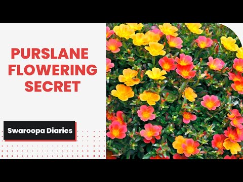 Beautiful Purslane Flowers | Maximum flowering Secret | #shorts |Swaroopa Diaries