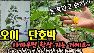 꼭하세요! 오이와 호박이 두둑해지는 비밀농업 Cucumber, be bold with the pumpkin.