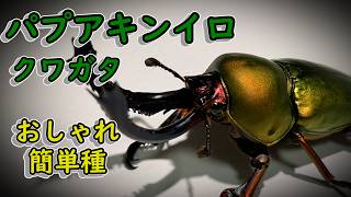 [簡単種！]パプアキンイロクワガタ産卵セット割り出し!![2026]