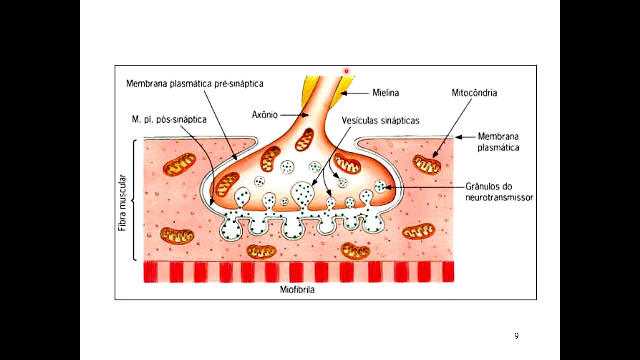 [Fisiologia Veterinária I] Introdução ao sistema nervoso - 3a. Sinapse