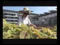 KTPH urban farming. - YouTube