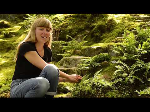 Följ med till Smithska dalen i Botaniska Trädgården & Ormbunkarnas värld  // VAD HÄNDER I GÖTEBORG?