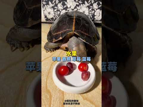 Decoding Turtle Diets: Food Grades Unveiled
