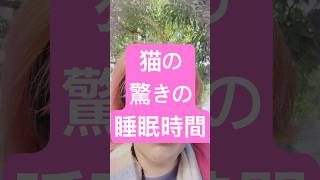 猫ちゃんの驚きの睡眠時間