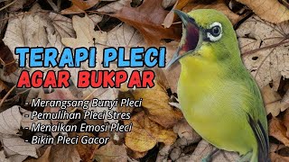 Download lagu Semua Pleci Pasti Langsung Ikut Bunyi Ngalas - Terapi Pleci Agar Buka Paruh mp3 Download lagu Semua Pleci Pasti Langsung Ikut Bunyi Ngalas - Terapi Pleci Agar Buka Paruh mp3
