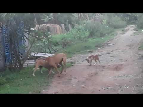Small dog fight with big dig