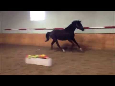 Delila WF, Apr 17, 2013