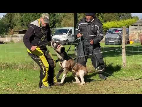IPO Hold and Bark #ipo #americanbulldog #schutzhund