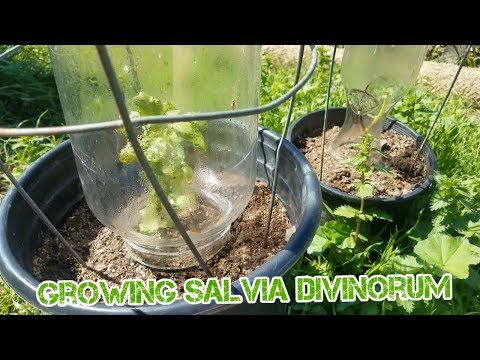 download lagu mp3 mp4 Buy Salvia Divinorum Plant, download lagu Buy Salvia Divinorum Plant gratis, unduh video klip Buy Salvia Divinorum Plant