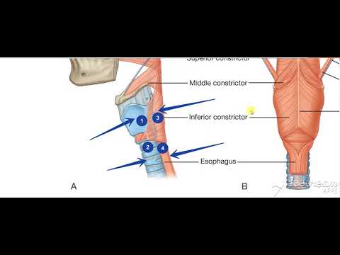 Thyroid gland relations 7