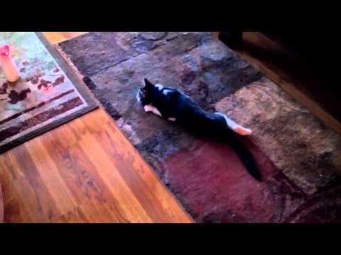 Corky the Cradle Cat