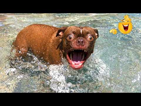 The Funniest Dramatic Animal Reactions 😂 Best Dog & Cat Moments | Pure Wild Energy Caught on Cam