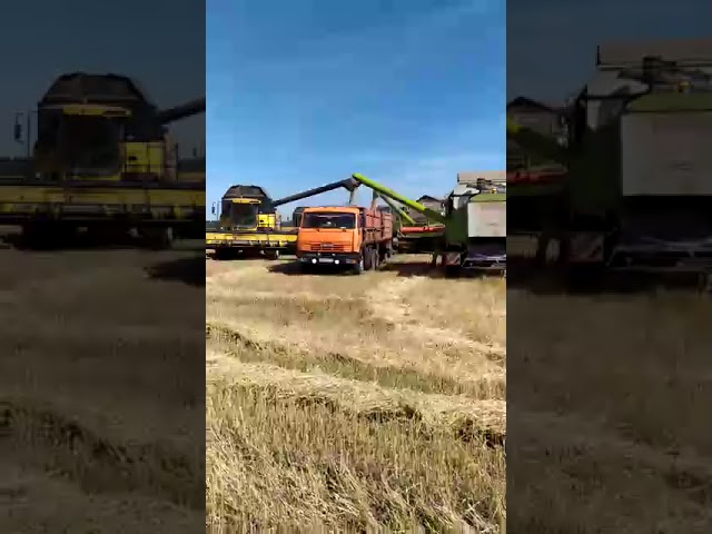 Уборка урожая