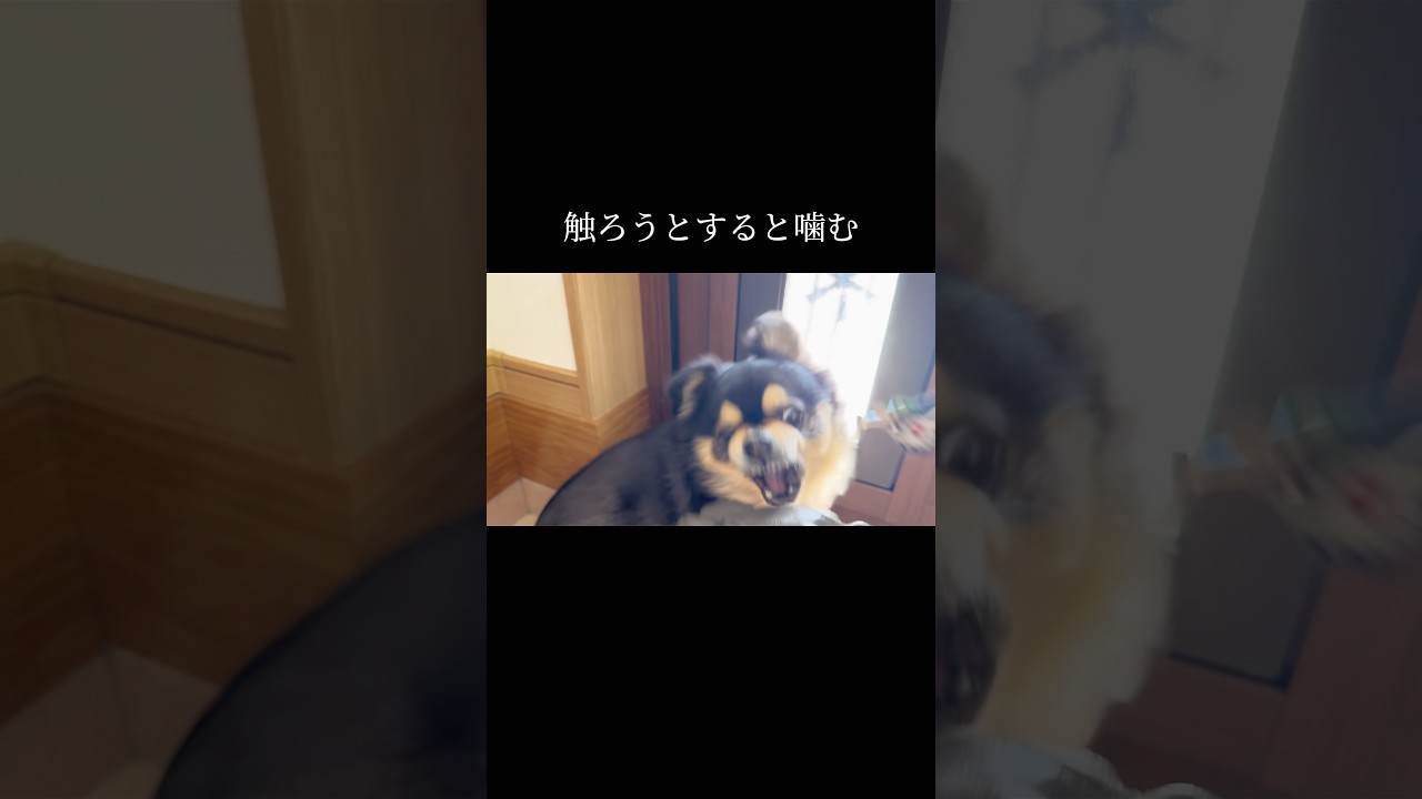 犬の為のトレーニングを。 #doglibre #チワワ #本気噛み #噛み癖 #犬のしつけ #ドッグトレーニング