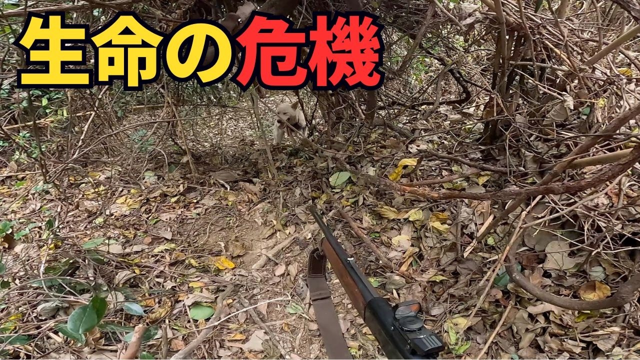 カラスがギャーギャー鳴く中、猟犬シノブがイノシシを起こし、生命の危険を感じながら向かった結果…【有害鳥獣駆除】