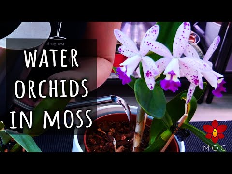 The science behind How I Water Orchids potted in Sphagnum Moss (Seminar)