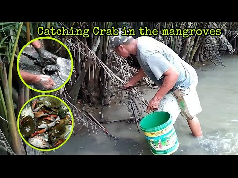 CATCHING ALIMANGO IN THE MANGROVES - AFTER LOW TIDE