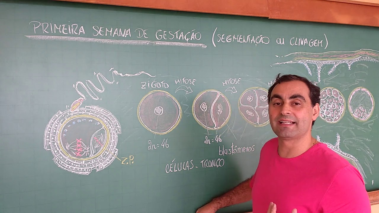 #Embriologia: Primeira semana de gestação