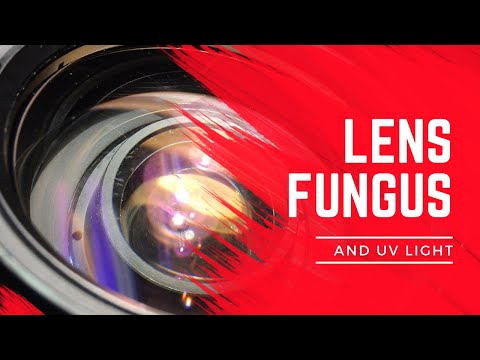 Linsenpilz und ultraviolettes Licht.