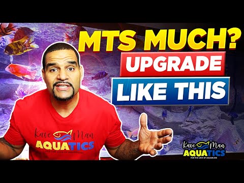 Transfer FISH to New Aquarium EASILY (And Safely)