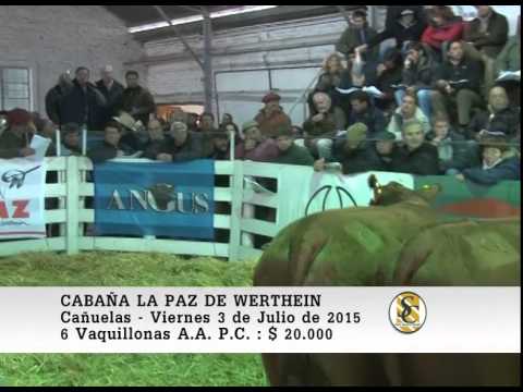 03-07-15 Venta de Vaquillonas P.C. - Cabaña La Paz de Werthein - Cañuelas